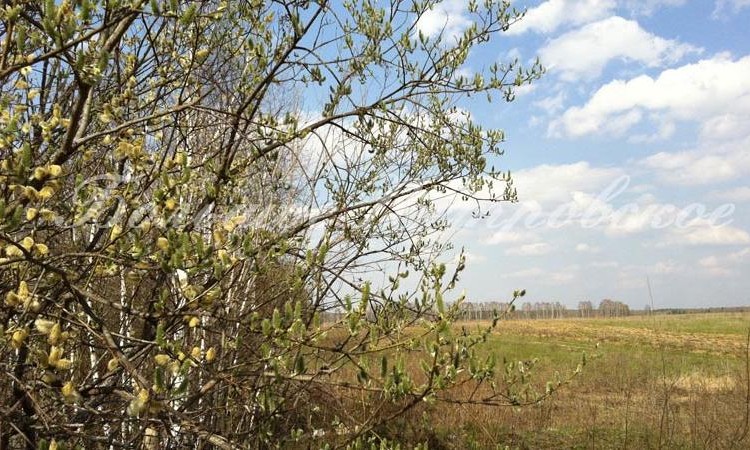 Большое Петровское