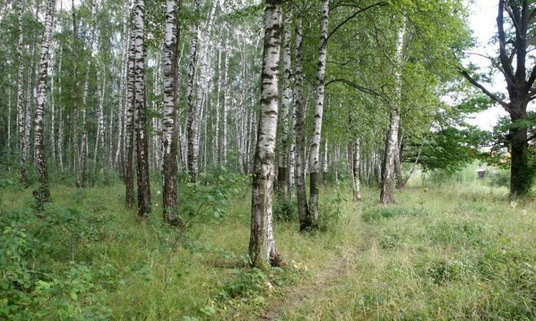 Дубрава у озера