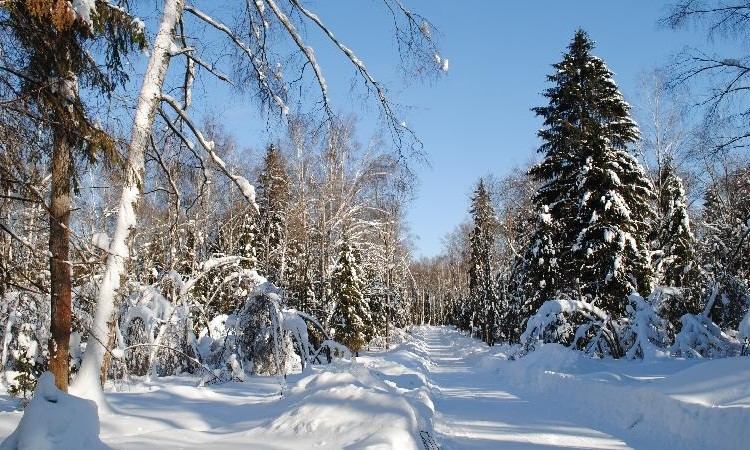 Истринский лес