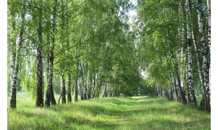 Коломенские сады
