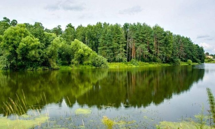 Липка
