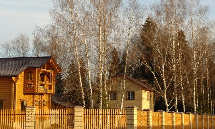 Мишкин лес