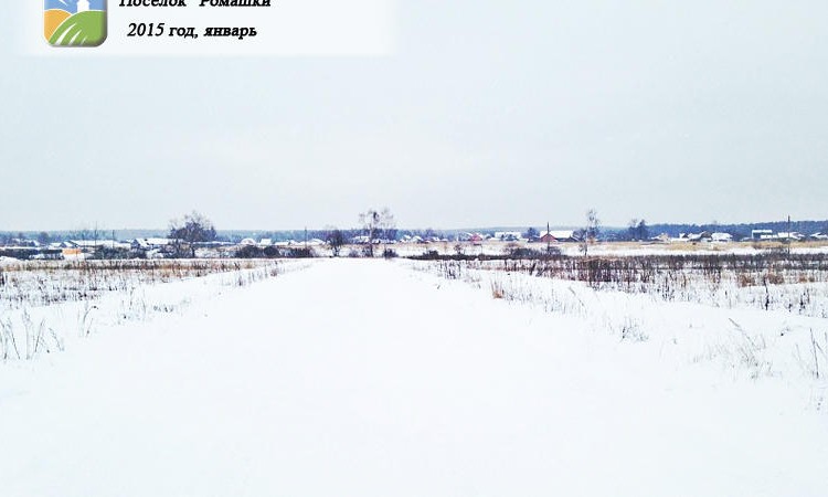 Ромашки